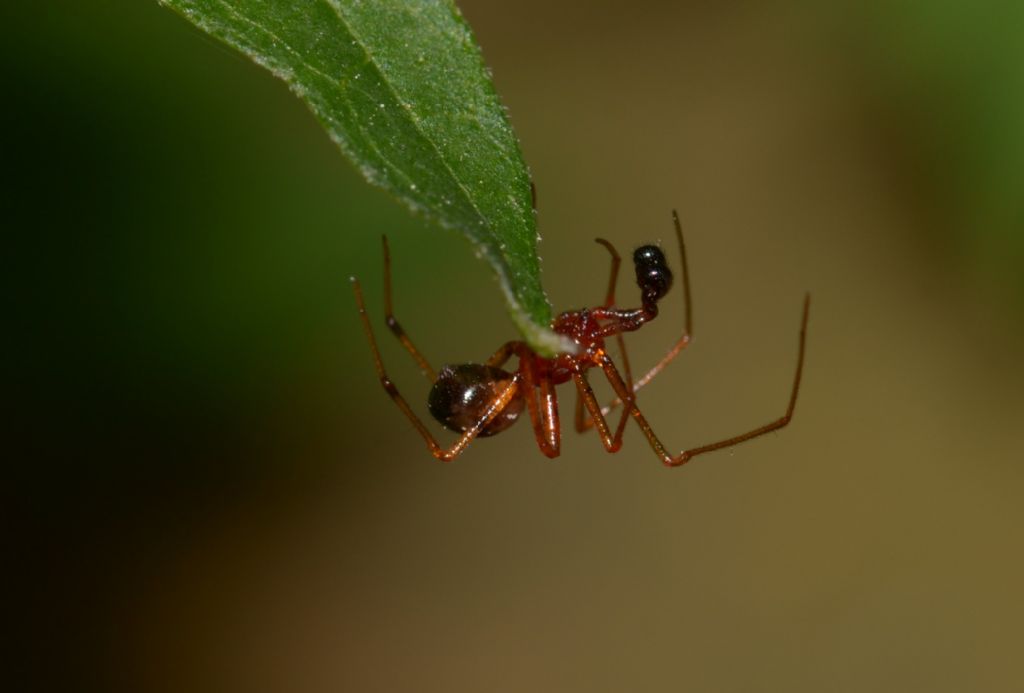 Neottiura herbigrada,  maschio - Grosseto